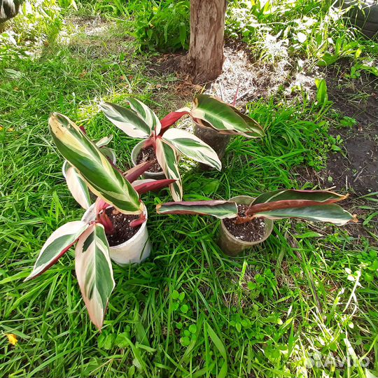 Бронь Строманта Триколор