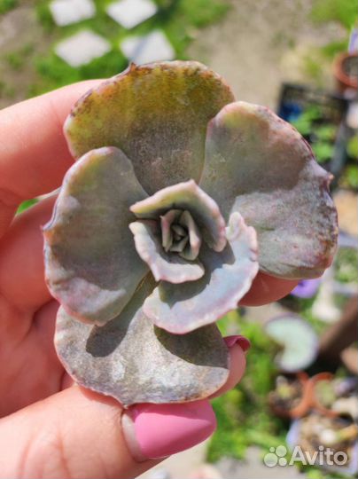 Суккуленты