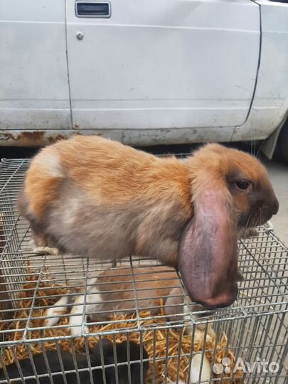 Кролики породы Французский баран