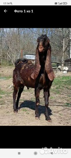 Козёл Камори чп на случку