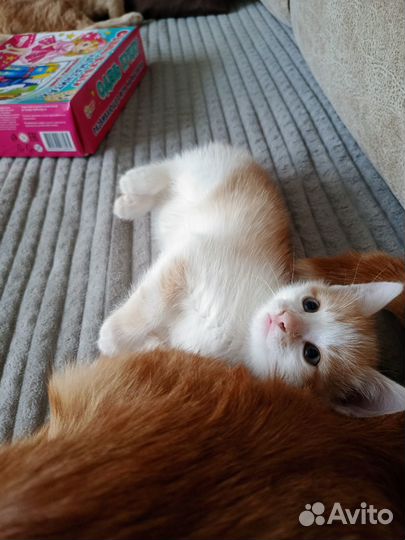 Отдадим котёнка в добрые руки