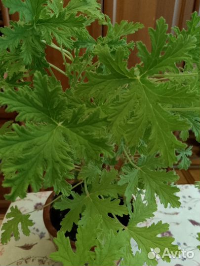 Герань душистая