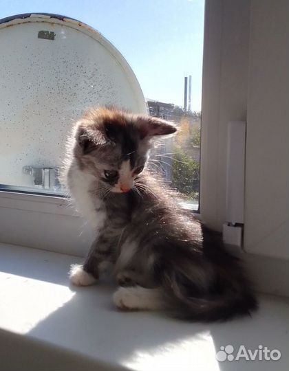 Котенок в добрые руки