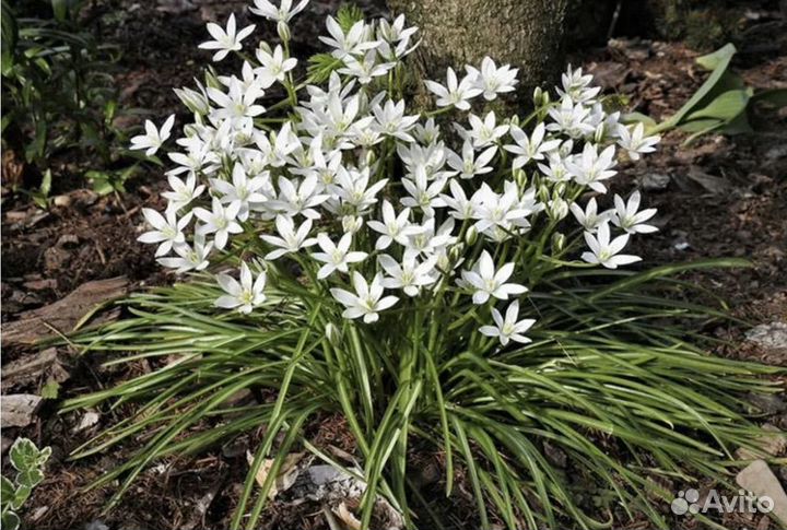 Птицемлечник