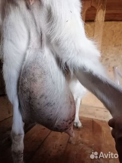 Коза дойная молочная