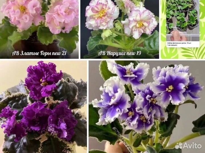 Фиалка-детки большие и листы 25.08.23