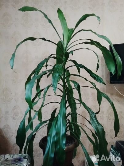 Драцена душистая