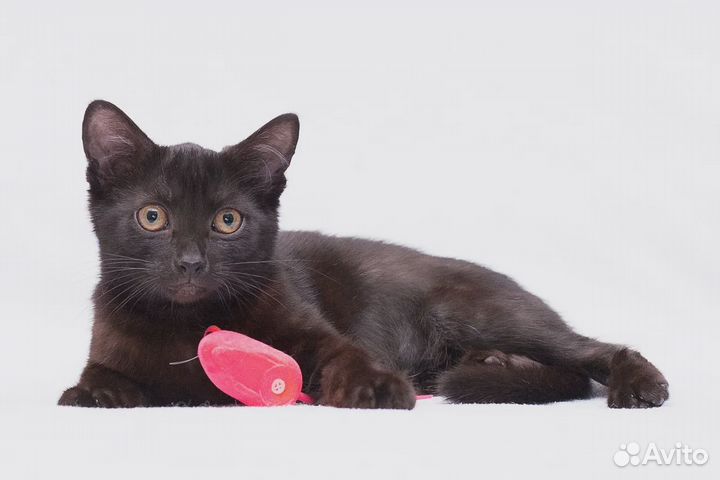 Малыш-черныш в семью