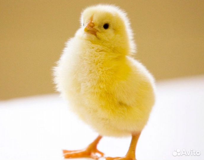 Суточные цыплята, утята, индюшата, гусята, цесарят