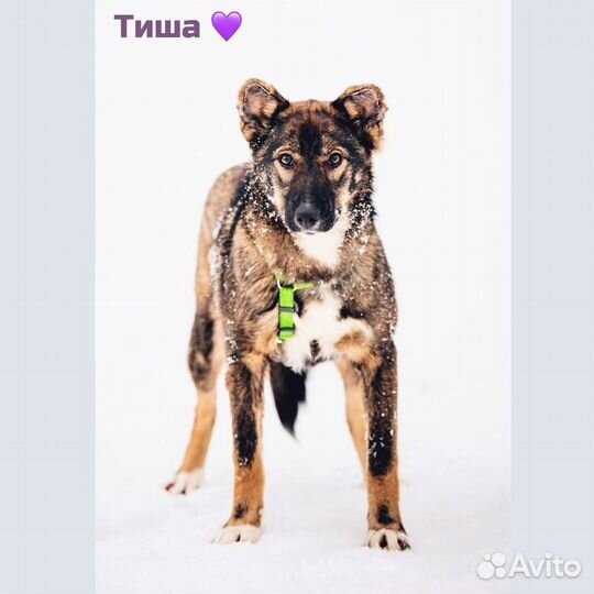 Тиша в добрые руки