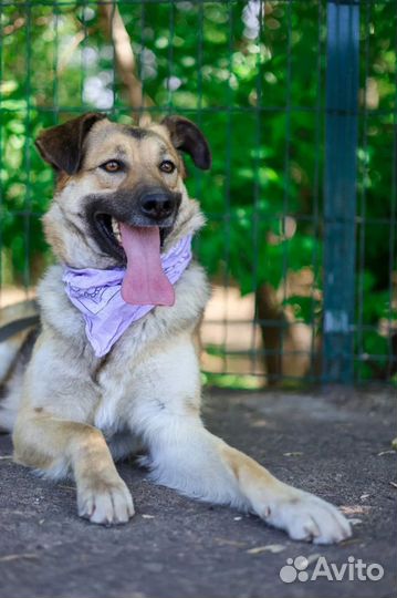 Собака в добрые руки отдам бесплатно