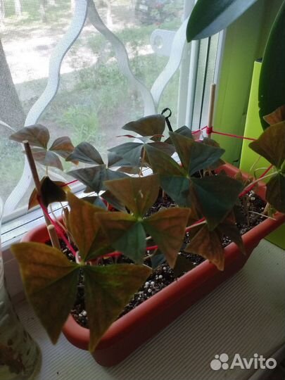 Оксалис кислица