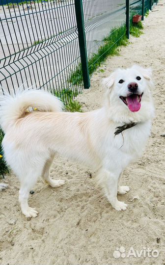 Собака в добрые руки