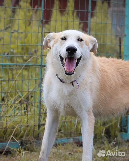 Собака в добрые руки