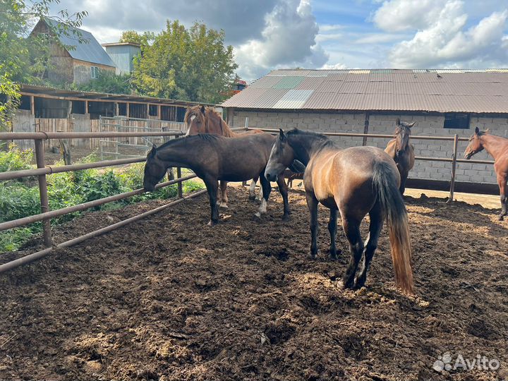 Продам лошадей