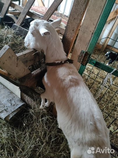 Козы дойные