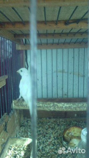 Кенарь. Самцы и самки