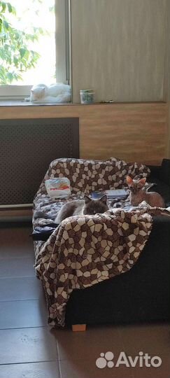 Передержка для собак и кошек