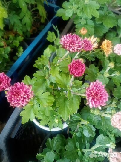 Хризантемы мультифлора