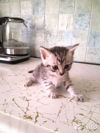 Отдаю котят в добрые руки