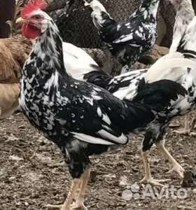 Куры леггорн далматинец