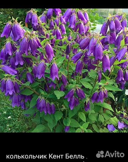 Бесзпроблемные многолетники