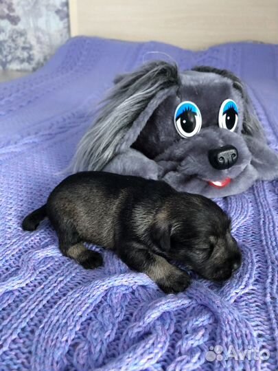 Щенки цвергшнауцера
