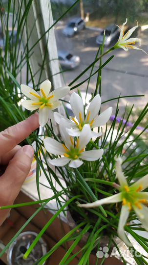 Зефирантес (выскочка) белый