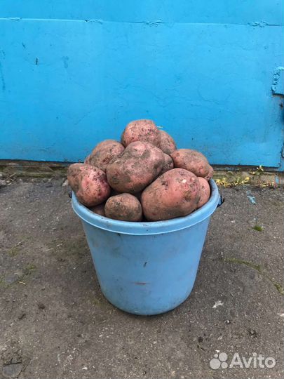 Продам картофель
