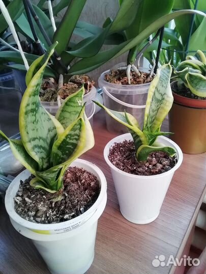 Сансевиерия