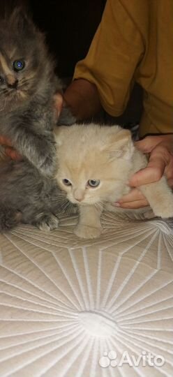 Британская кошка