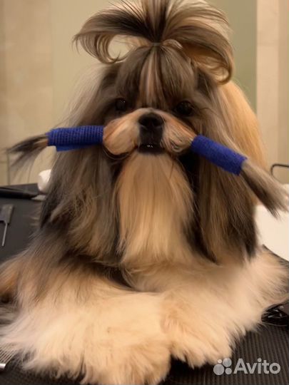 Кобель ши-тцу