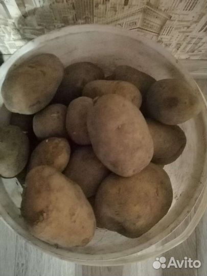Продам картофель