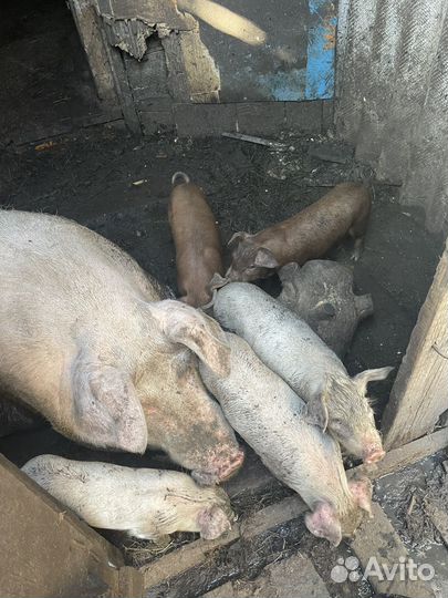 Поросята помесь ландрас дюрок