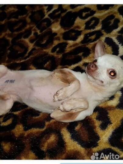 Чихуахуа super mini