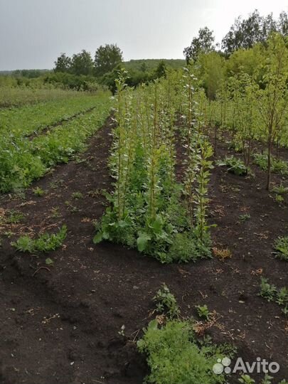 Саженцы декоративных деревьев и кустарников