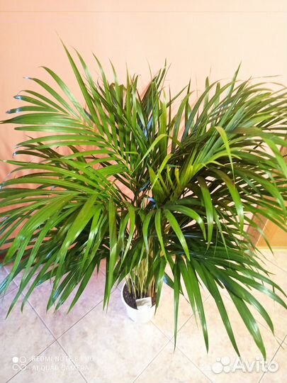 Пальма арека d 17