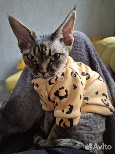 Котенок девон-рекс