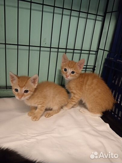 Три сыночка и лапочка дочка