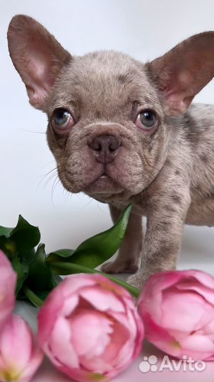 Французский бульдог щенки