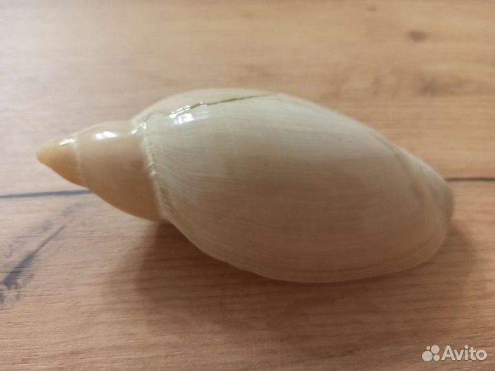 Морская раковина