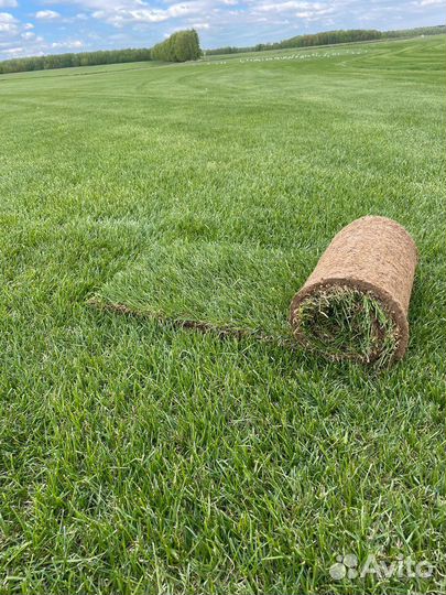 Рулонный газон. Благоустройство