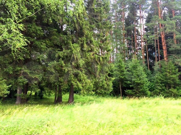 Участок 12,5 сот. (ИЖС)