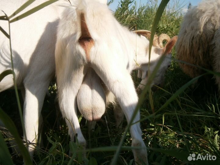 Козлики и козочки на племя