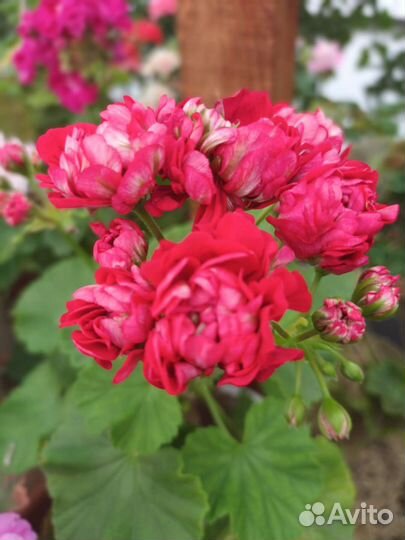 Пеларгония герань сортовая