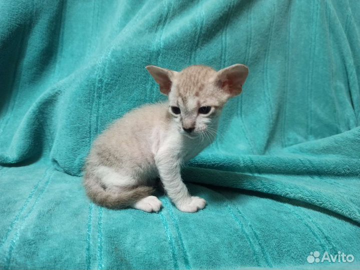 Котята сфинкс