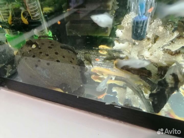 Сом Анцитрус