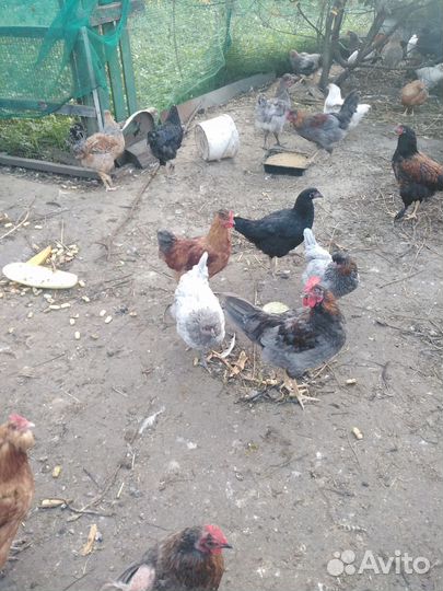 Куры молодки 4 месяца крупные