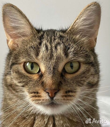 Асенька в поисках семьи