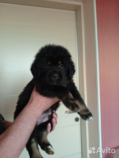 Тибетский мастиф щенки